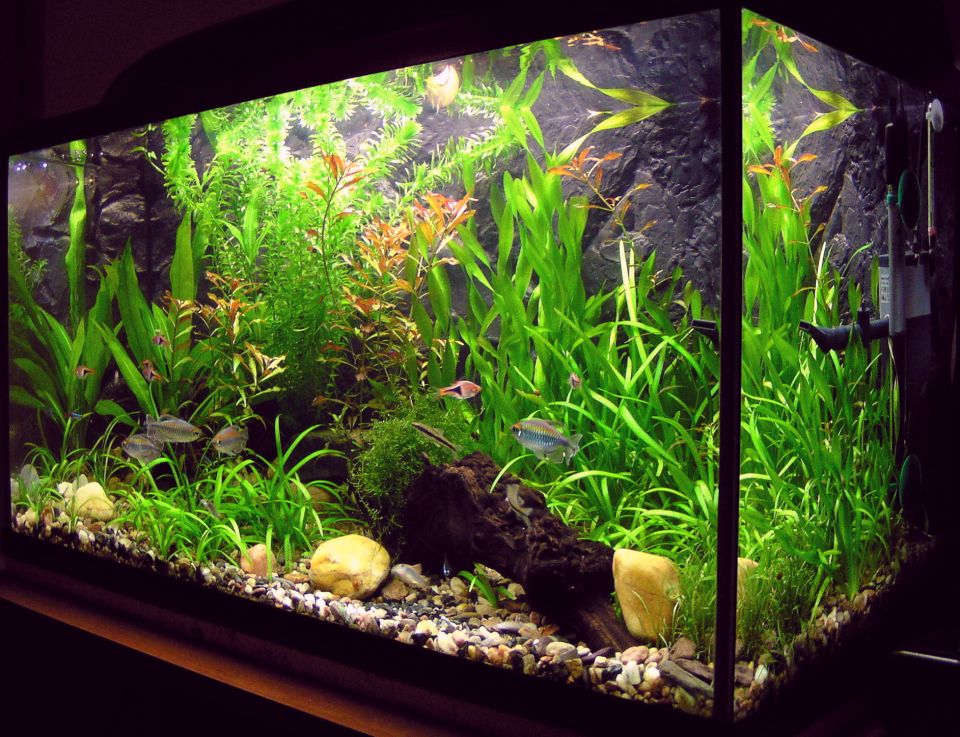 Fish Tank Stocking Ideas Best 20 gallon aquariums: setups, tanks and stocking ideas