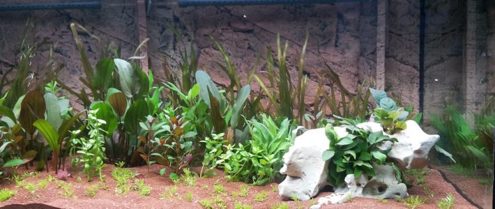 Setting up a Fishtank – How to start a aquarium