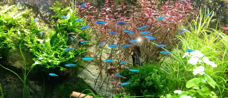 Idées de bas d'aquarium: réservoirs de poissons d'Amérique du Sud