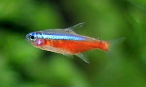Acuario Roter Neonfisch im