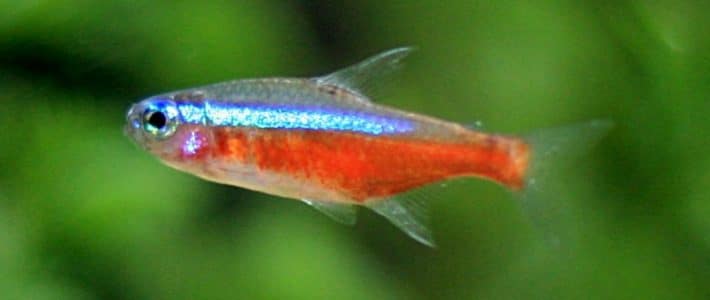 Acuario Roter Neonfisch im