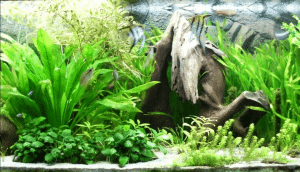 aquário-peixes-plantas