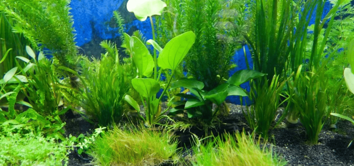 Algas no aquário