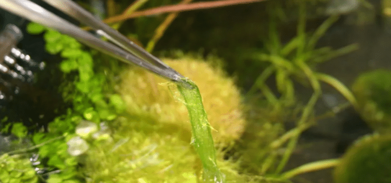 Image showcasing Algae in the aquarium - how to fight them effectively