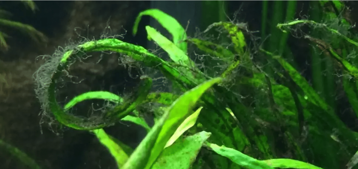 Algae in the aquarium - how to fight them effectively