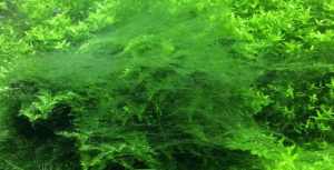 Algae in the aquarium