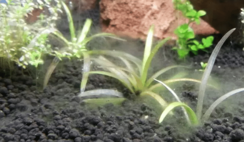 Algues dans l'aquarium