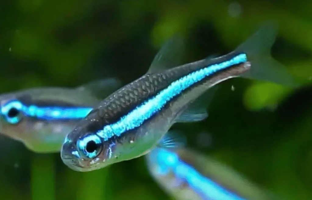 Fish-6 - Aquarium-Fish-Plants.com
