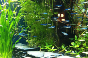 Mantendo os néons azuis no aquário