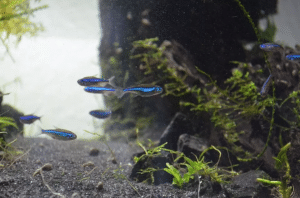 Manteniendo neones azules en el acuario
