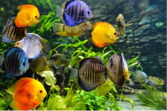 The stocking density in the aquarium