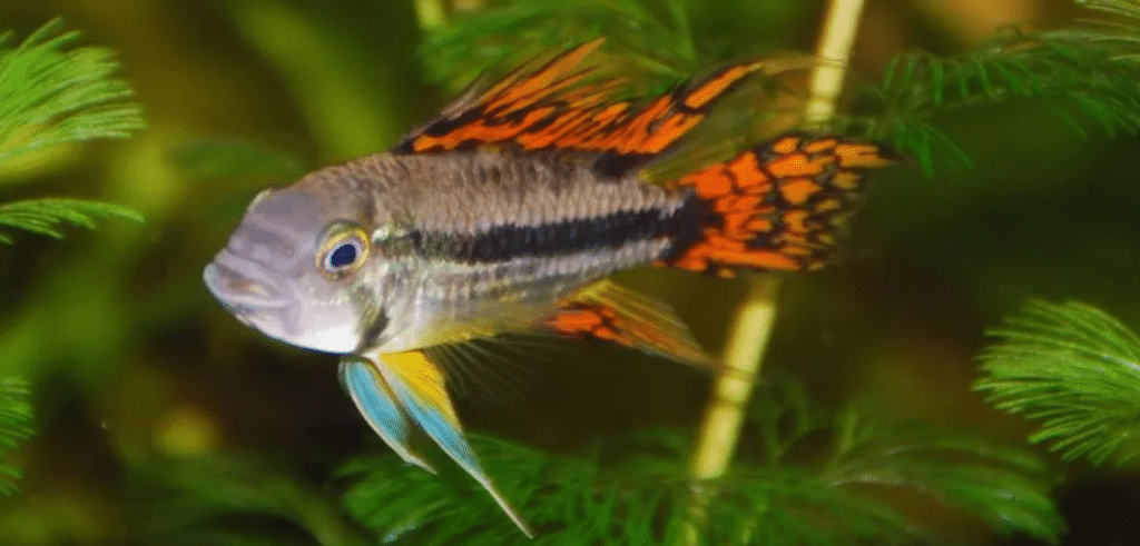 catfish fresh-2 - Aquarium-Fish-Plants.com