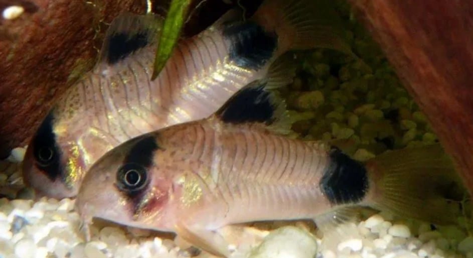 catfish in a 180-240 litre aquarium