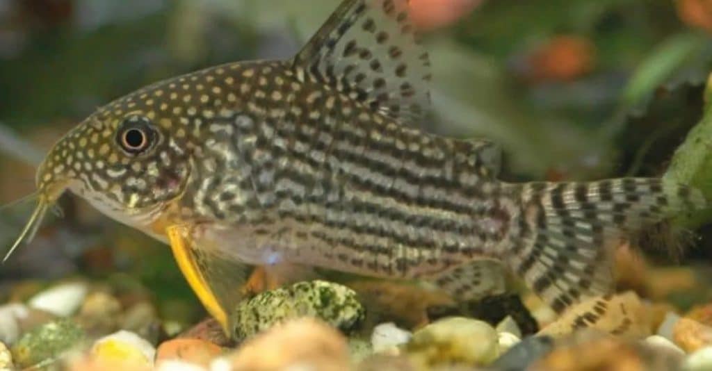 How many armor catfish for your aquarium? - Aquarium-Fish-Plants.com