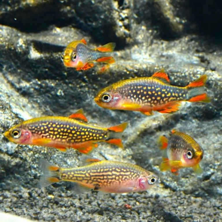 Keeping Danio Margaritatus in the Aquarium