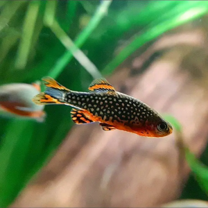 Danio margaritatus en agua limpia