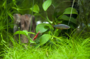 Danio margaritatus con camarones