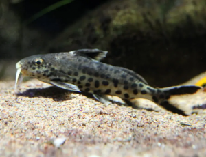 Dwarf pinnate bearded catfish