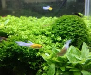 Endler Guppies