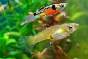 Endler Guppies