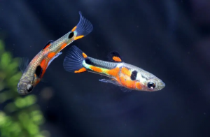 Endler Guppies