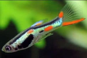 Endler Guppy