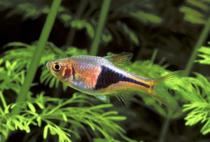 Harlequin Rasbora