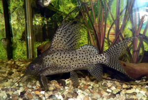 High fin pinnate catfish