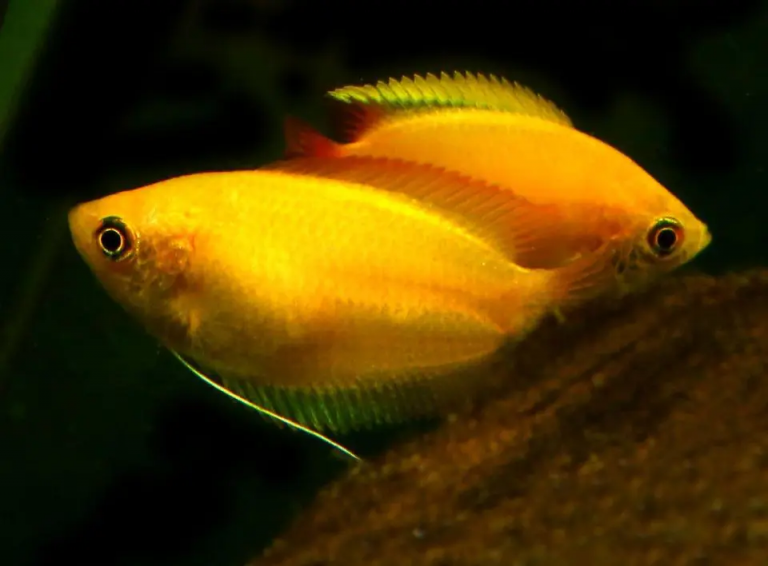 Keeping Honey Gourami in the aquarium - this is how it works - Aquarium