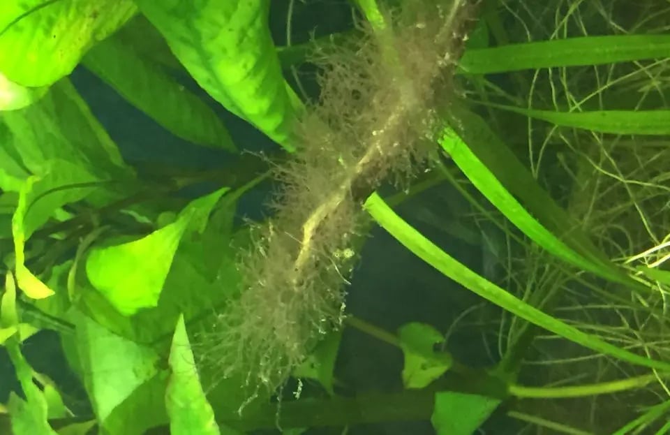 Thread algae in the Aquarium - How to Get rid of Them