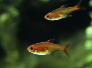 How many Ember Tetra keep in the aquarium