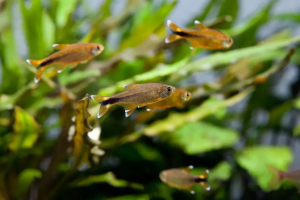 silvertip tetra