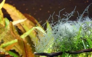 Removing thread algae in the aquarium