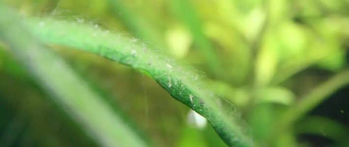 Enroscar algas no aquário