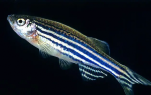 Zebrafish