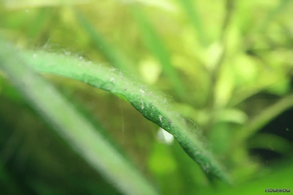 las algas verdes parecen
