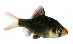 moss barb female