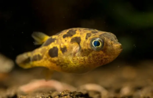 pea puffer fish