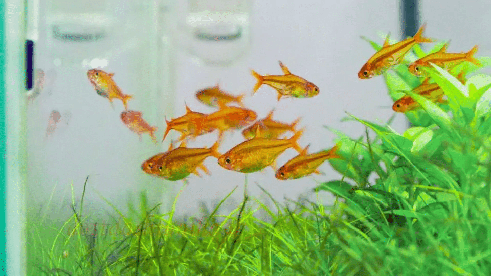 swimming ember tetra in the aquarium