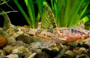 Whiptail catfish